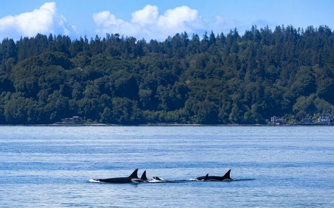 Seattle WIldlife & Whale Watching Tour Image 8