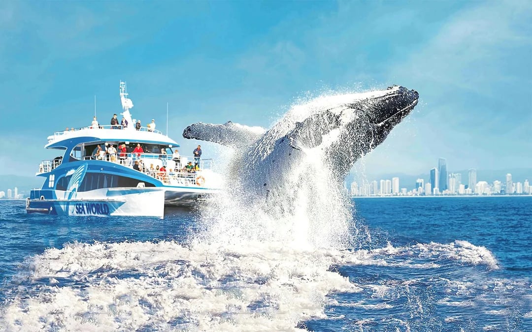 Seaworld 1-Day Pass with Gold Coast Whale Cruise by Seaworld Image 2