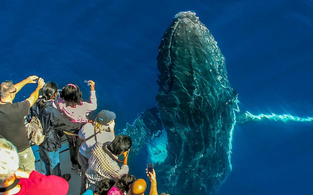 Seaworld 1-Day Pass with Gold Coast Whale Cruise by Seaworld Image 8