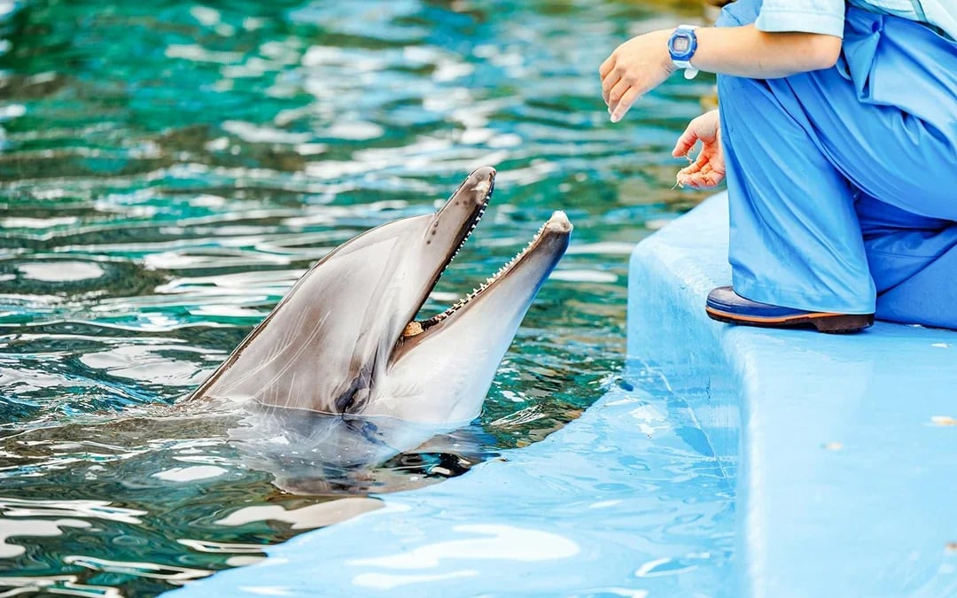 SeaWorld Orlando 4-Park Combo Tickets with 14-Day Unlimited Visits Image 10