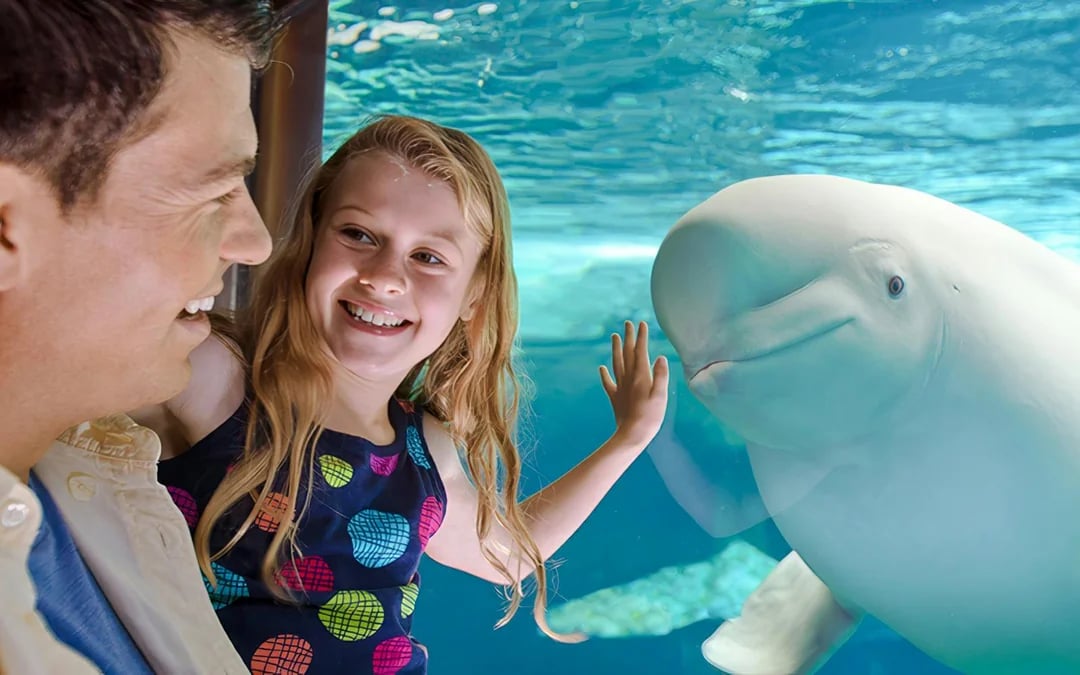 SeaWorld Orlando Annual Passes Image 6