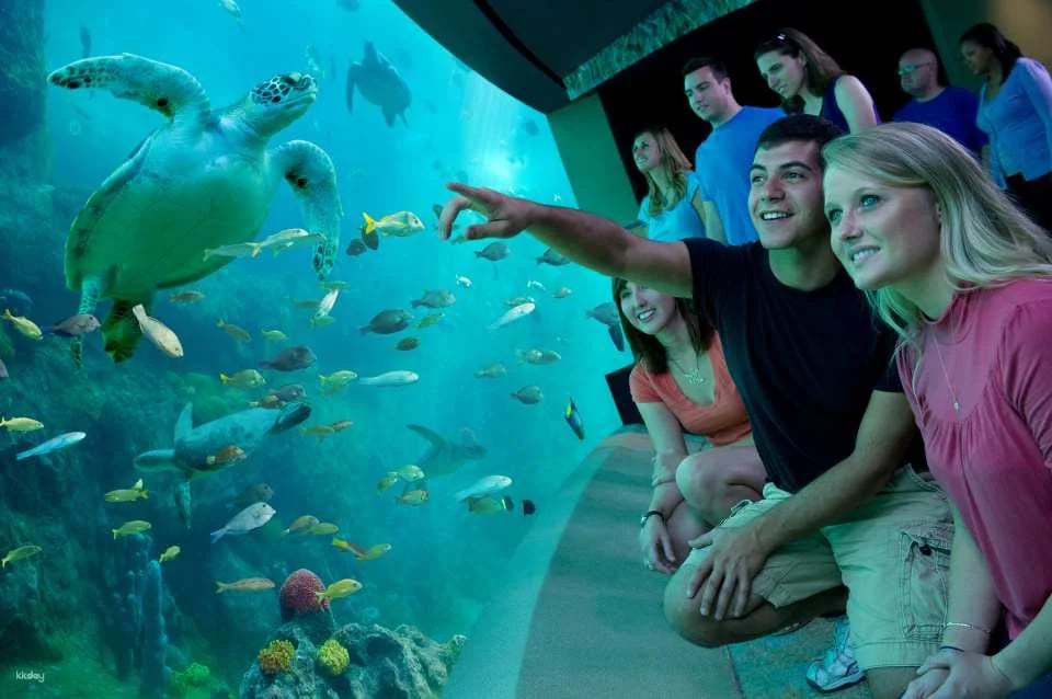 SeaWorld Orlando, Aquatica Orlando, Busch Gardens Tampa Bay & Adventure Island Tampa Bay Tickets | All-Day Dining Deal