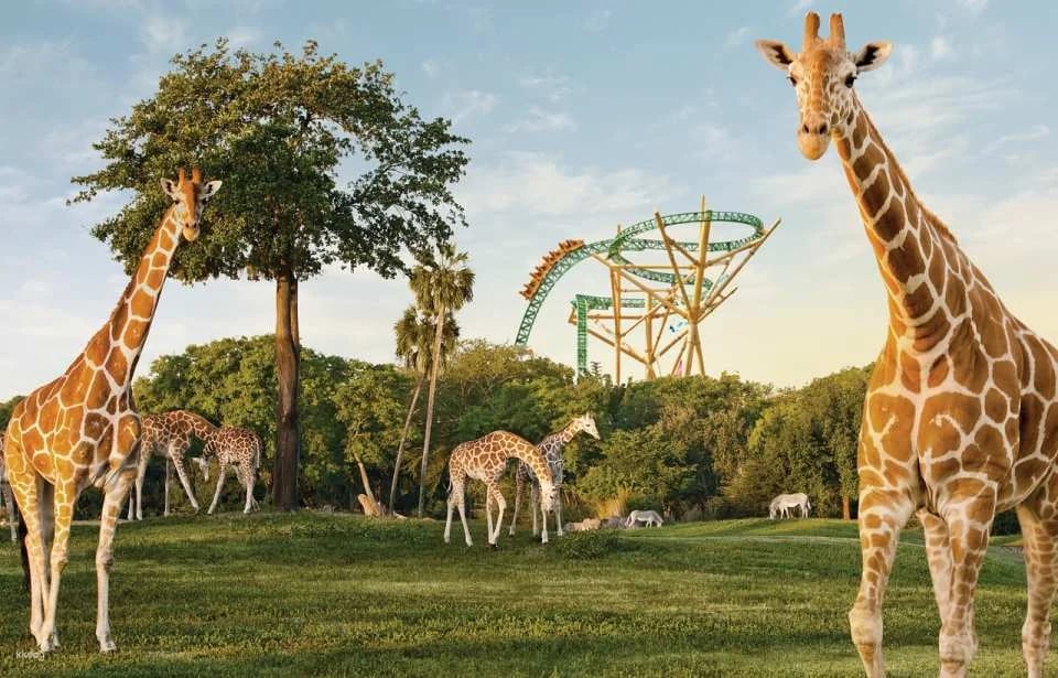 SeaWorld Orlando, Aquatica Orlando, Busch Gardens Tampa Bay & Adventure Island Tampa Bay Tickets | All-Day Dining Deal