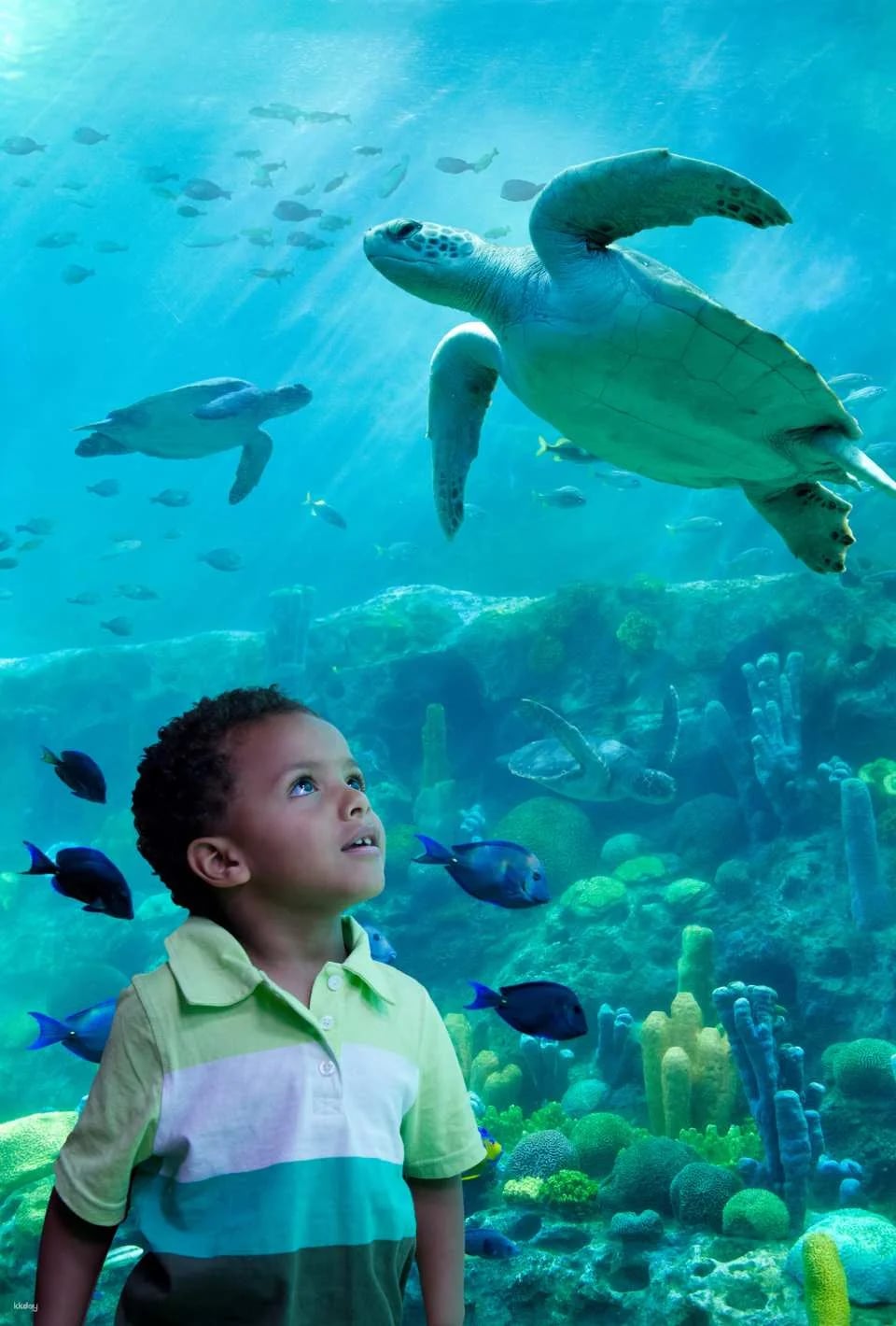 SeaWorld Orlando, Aquatica Orlando, Busch Gardens Tampa Bay & Adventure Island Tampa Bay Tickets | All-Day Dining Deal
