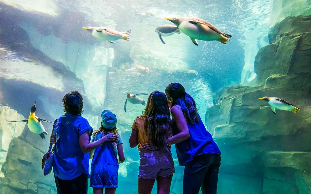 SeaWorld Orlando: Entry Tickets with All-Day Dining Add-On Image 3