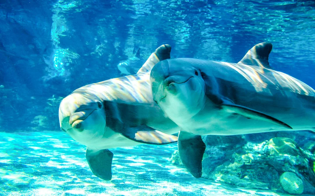 SeaWorld Orlando: Entry Tickets with All-Day Dining Add-On Image 4