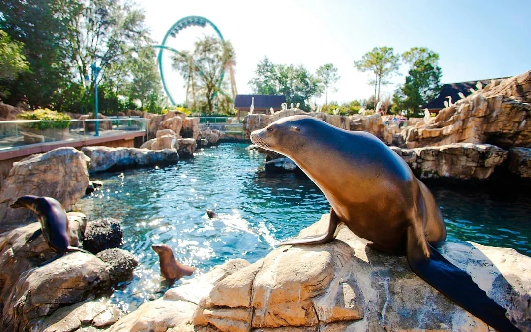 SeaWorld Orlando: Entry Tickets with All-Day Dining Add-On Image 6