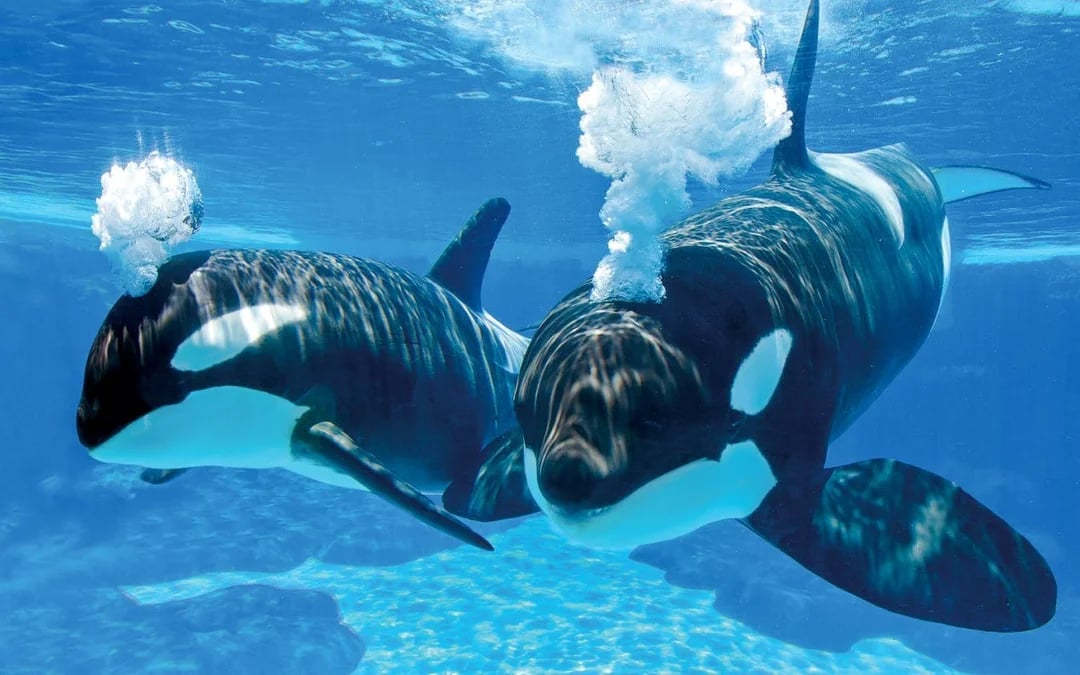 SeaWorld San Antonio: Two-Day Flex Tickets Image 5