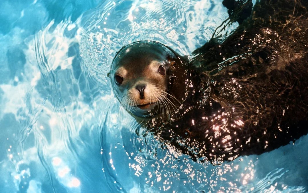 SeaWorld San Antonio: Two-Day Flex Tickets Image 6