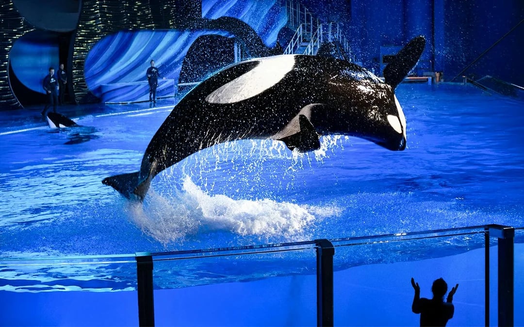 SeaWorld San Antonio: Two-Day Flex Tickets Image 10