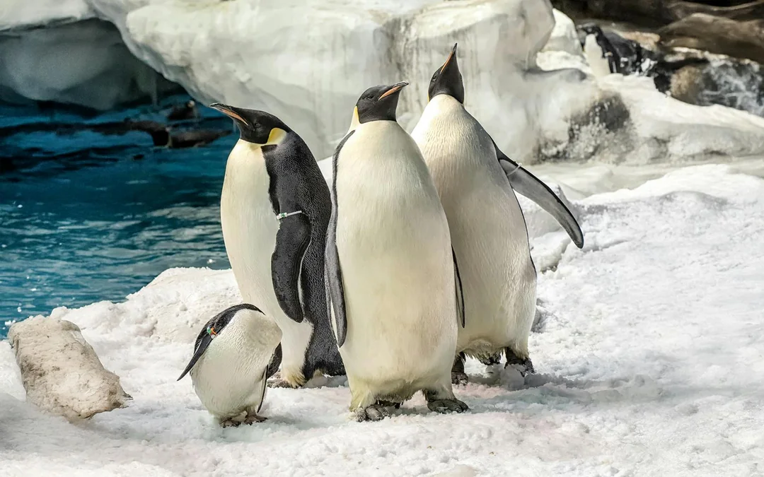 SeaWorld San Diego 2-Day Tickets Image 3