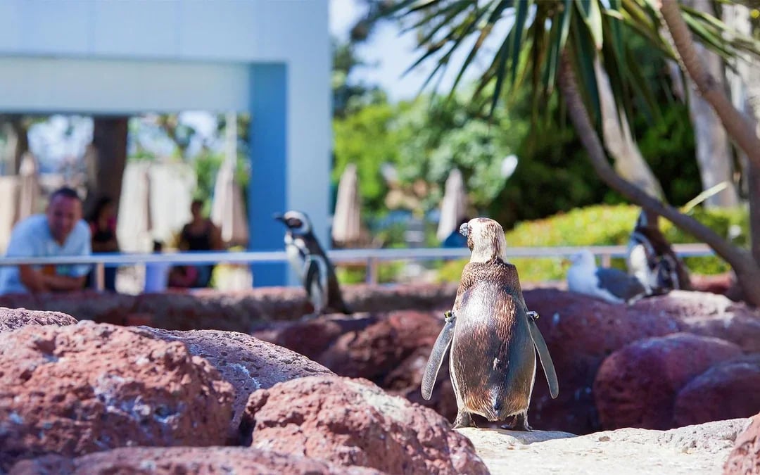 SeaWorld San Diego 2-Day Tickets Image 6