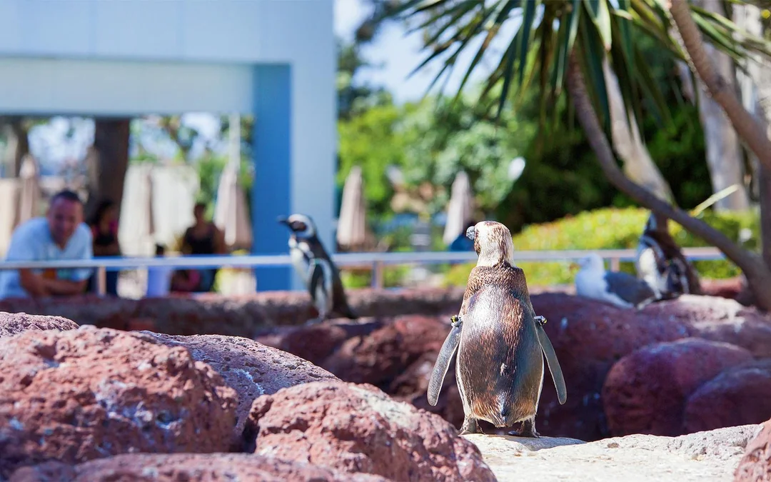 SeaWorld San Diego: Entry Tickets with All-Day Dining Add-On Image 12