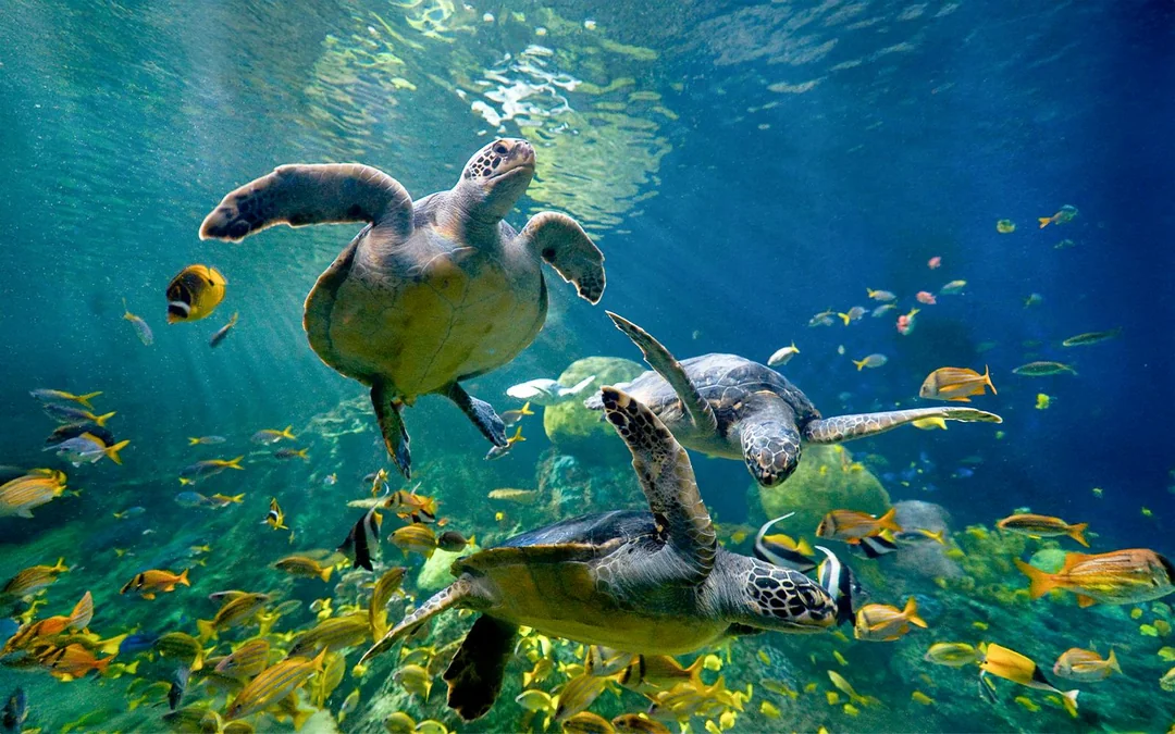 SeaWorld San Diego: Entry Tickets with All-Day Dining Add-On Image 4