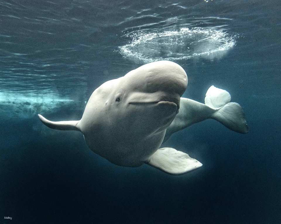SeaWorld San Diego Ticket | California