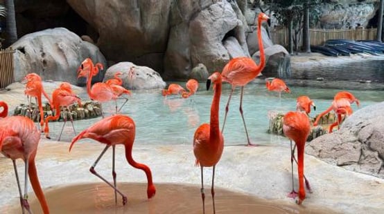 SeaWorld® Yas Island