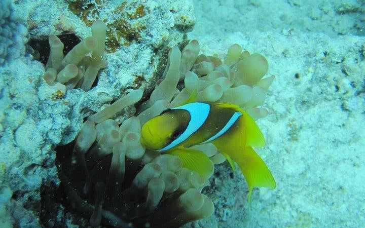 Semi Submarine Tour 2 Hours With Transfer - Sharm El Sheikh Image 6