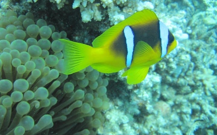 Semi Submarine Tour 2 Hours With Transfer - Sharm El Sheikh Image 8