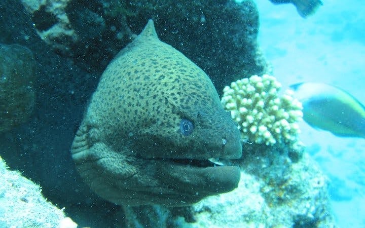 Semi Submarine Tour 2 Hours With Transfer - Sharm El Sheikh Image 9