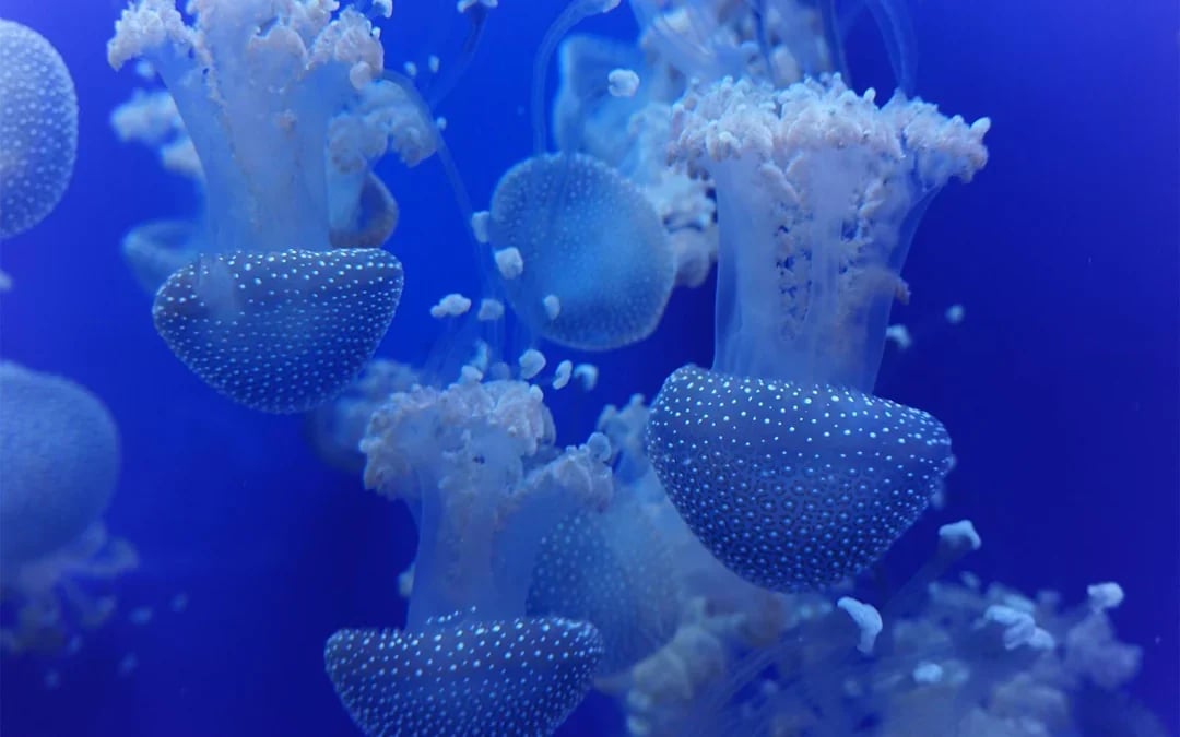Seville Aquarium Tickets Image 11