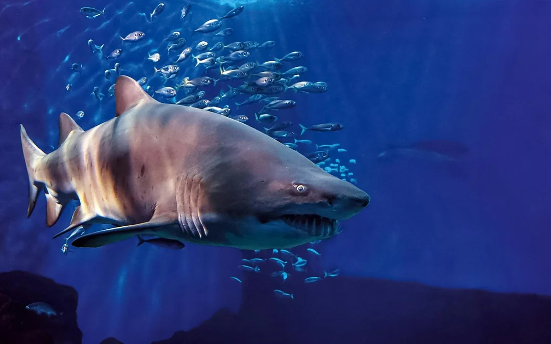 Seville Aquarium Tickets Image 12