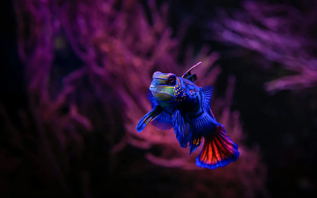 Seville Aquarium Tickets Image 5