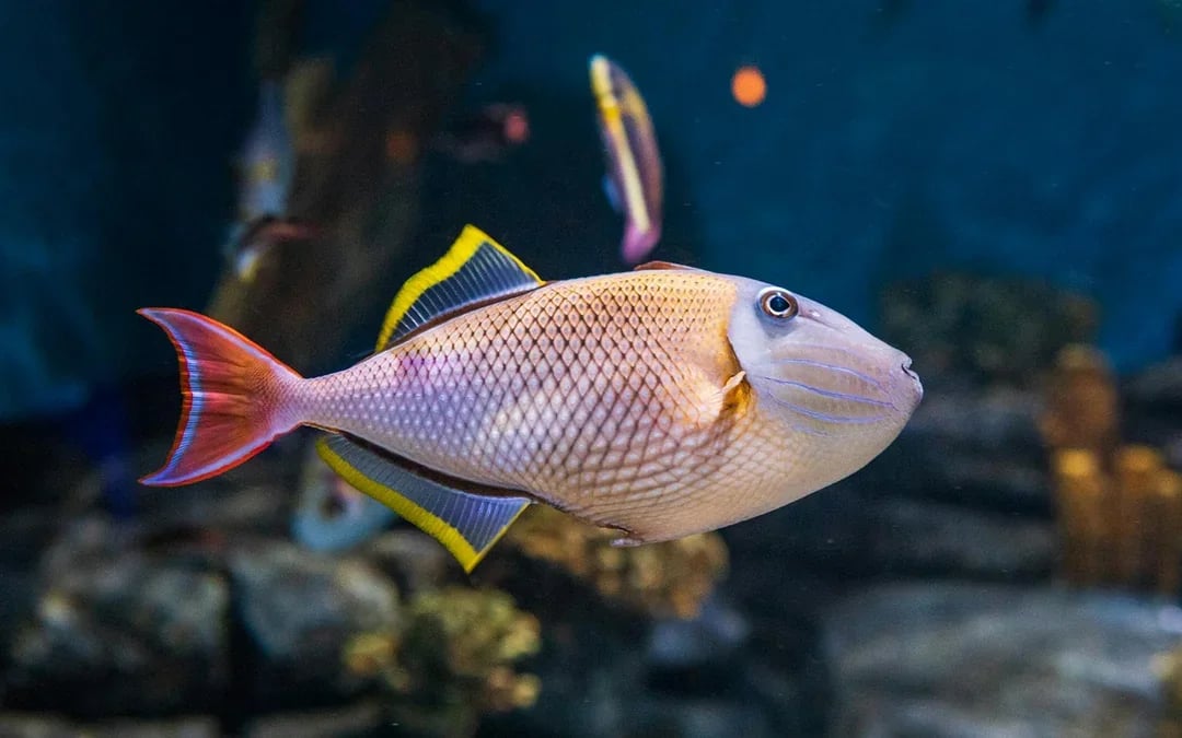 Seville Aquarium Tickets Image 9