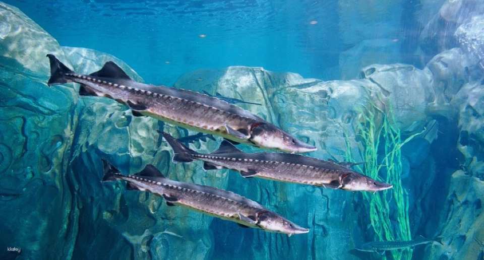 Shanghai Ocean Aquarium: Admission Ticket | China
