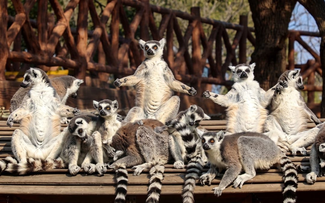 Shanghai Wild Animal Park Private Guided Tour with English-Speaking Guide and Transfers Image 1