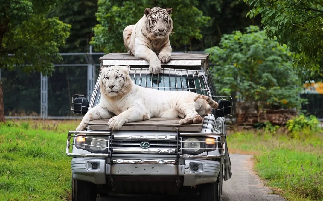 Shanghai Wild Animal Park Private Guided Tour with English-Speaking Guide and Transfers Image 2