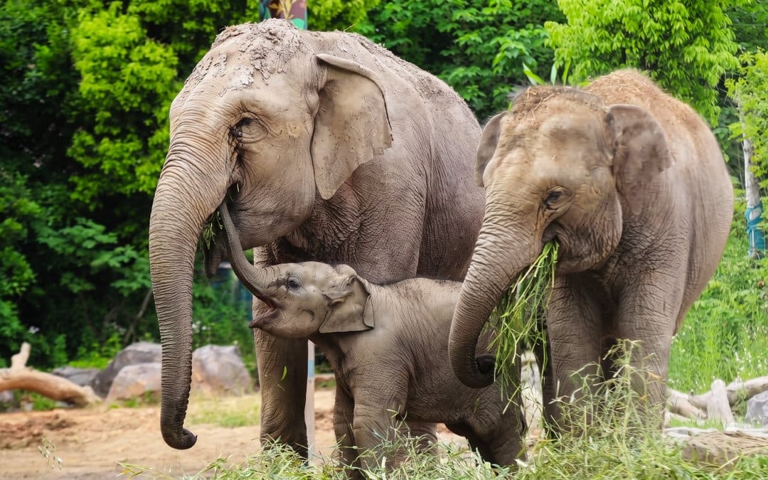 Shanghai Wild Animal Park Private Guided Tour with English-Speaking Guide and Transfers Image 4