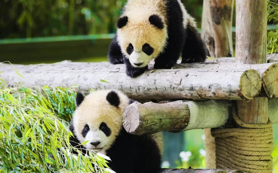 Shanghai Wild Animal Park Private Guided Tour with English-Speaking Guide and Transfers Image 6