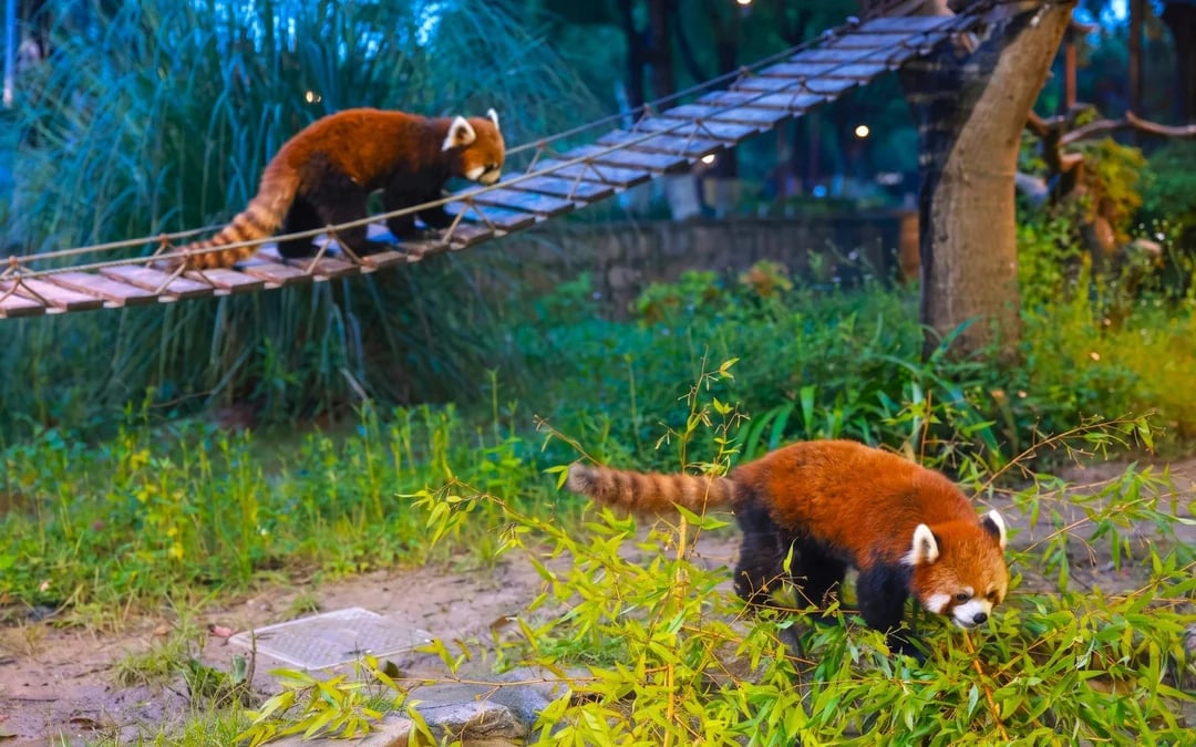 Shanghai Wild Animal Park Private Guided Tour with English-Speaking Guide and Transfers Image 8