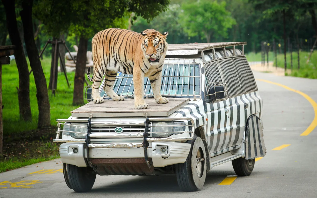 Shanghai Wild Animal Park Tickets Image 1