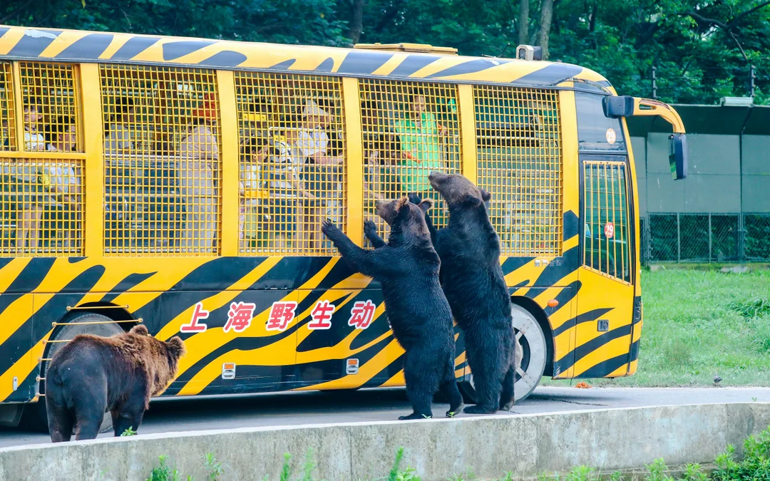 Shanghai Wild Animal Park Tickets Image 3