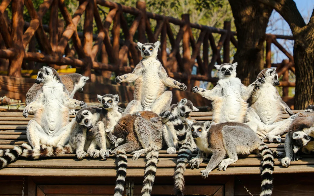Shanghai Wild Animal Park Tickets Image 4