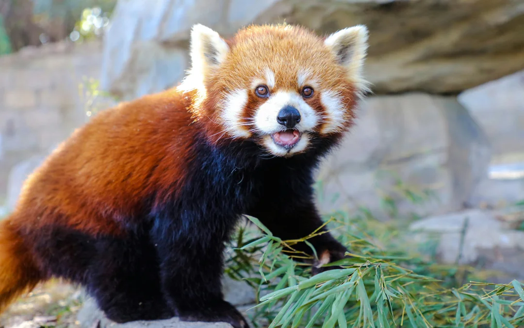 Shanghai Wild Animal Park Tickets Image 9