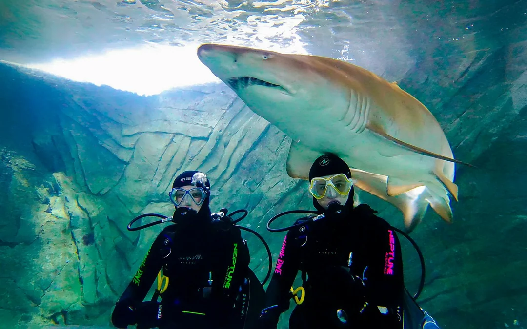 Shark Dive Xtreme Tickets at SEA LIFE Melbourne Aquarium Image 2