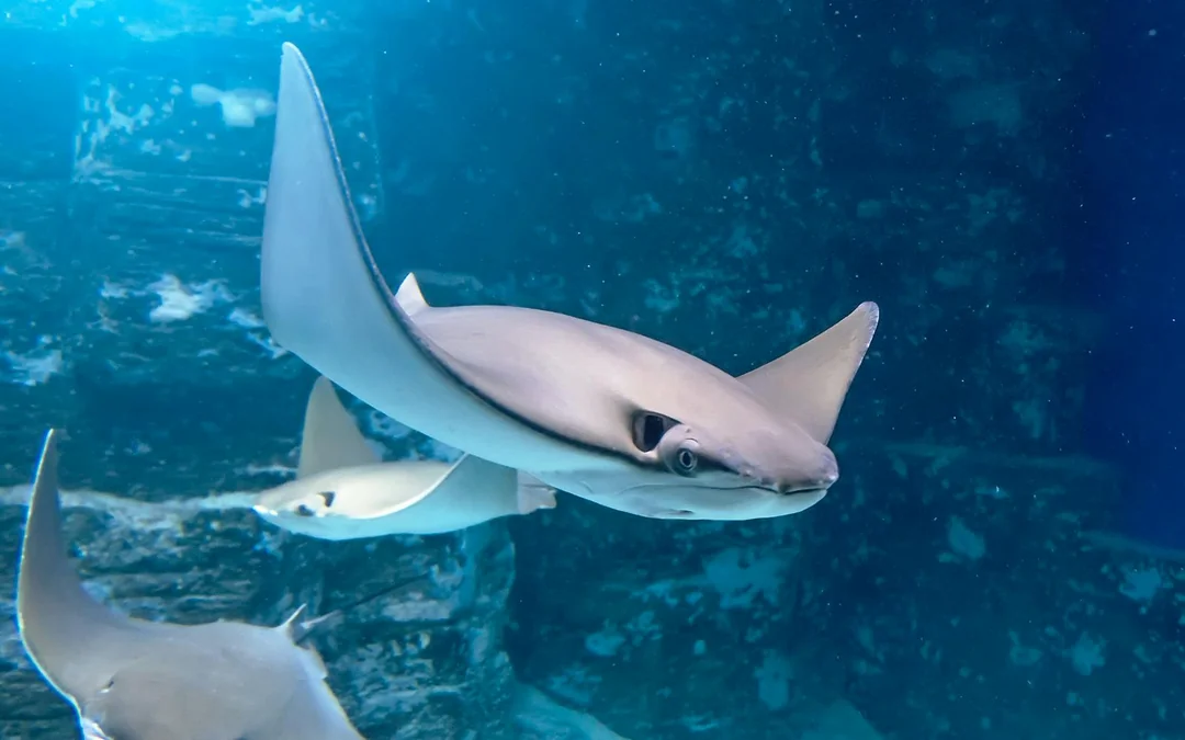 Shark Dive Xtreme Tickets at SEA LIFE Melbourne Aquarium Image 5