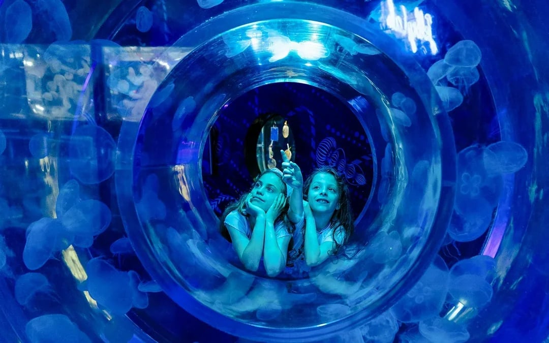 Shark Dive Xtreme Tickets at SEA LIFE Melbourne Aquarium Image 9
