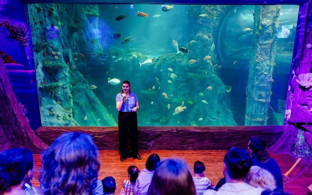 Shark Dive Xtreme Tickets at SEA LIFE Melbourne Aquarium Image 10