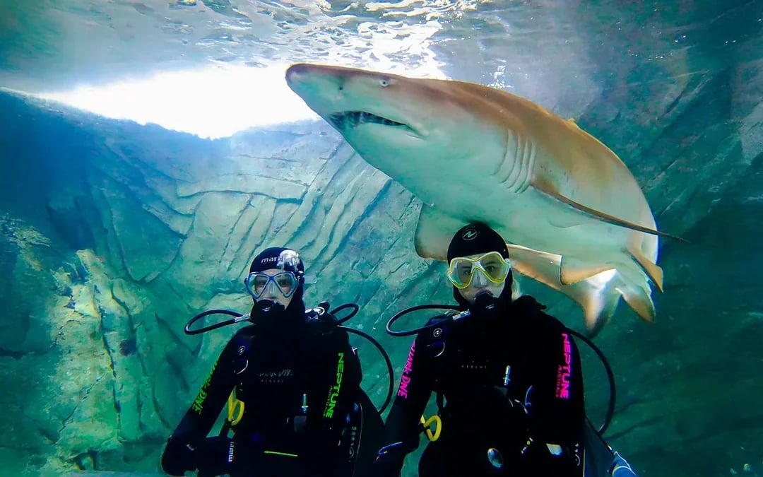 Shark Dive Xtreme Tickets at SEA LIFE Sydney Aquarium Image 1
