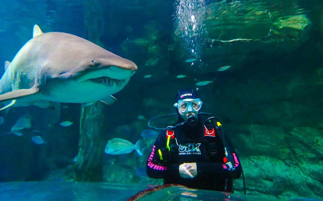 Shark Dive Xtreme Tickets at SEA LIFE Sydney Aquarium Image 2