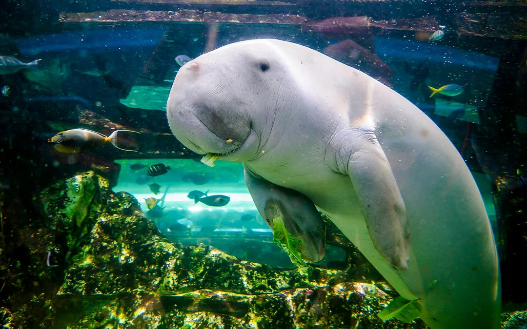 Shark Dive Xtreme Tickets at SEA LIFE Sydney Aquarium Image 5