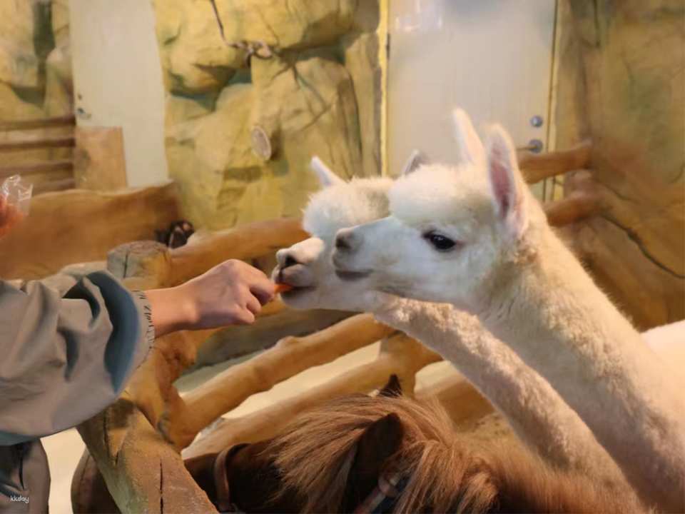 Shenzhen, China｜Ye En Animal Park Tickets (Longgang Wanda Plaza Store)