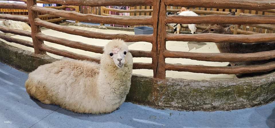 Shenzhen, China｜Ye En Animal Park Tickets (Longgang Wanda Plaza Store)