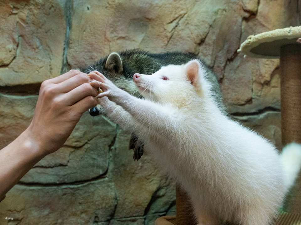Shenzhen, China｜Ye En Animal Park Tickets (Longgang Wanda Plaza Store)