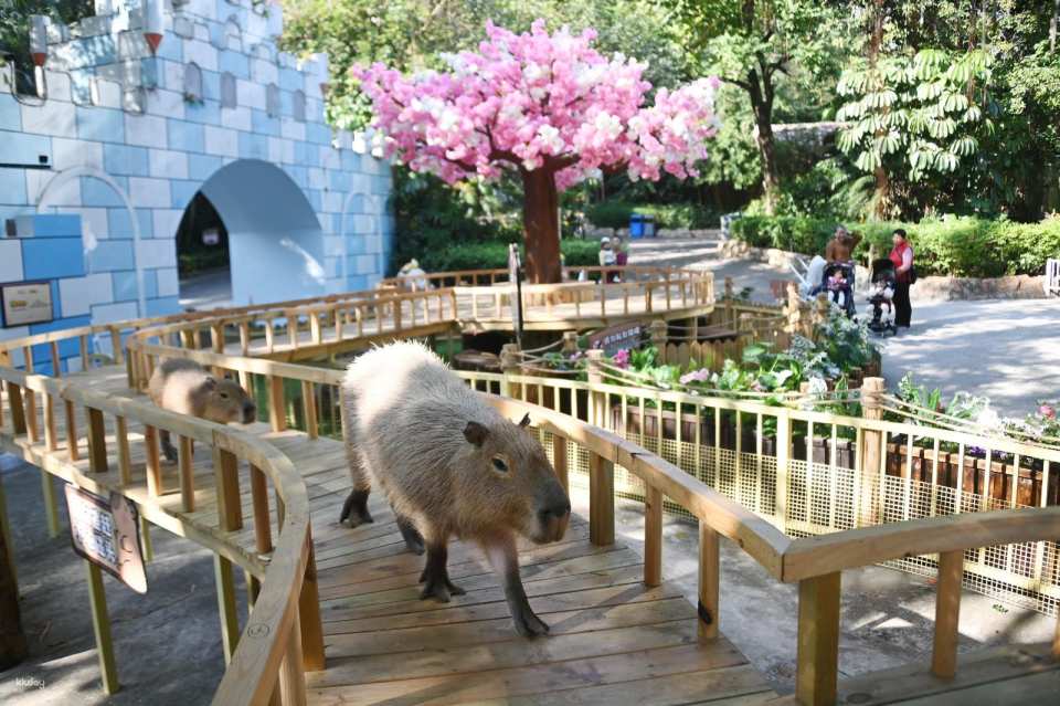 Shenzhen Safari Park Tickets (e-ticket) | For non-Mainland China residents only | Unlimited access to 7 designated attractions | KKday exclusive offer