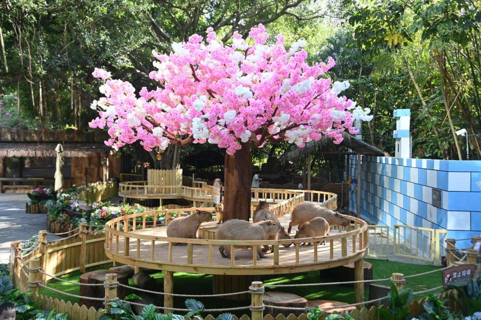 Shenzhen Safari Park Tickets (e-ticket) | For non-Mainland China residents only | Unlimited access to 7 designated attractions | KKday exclusive offer
