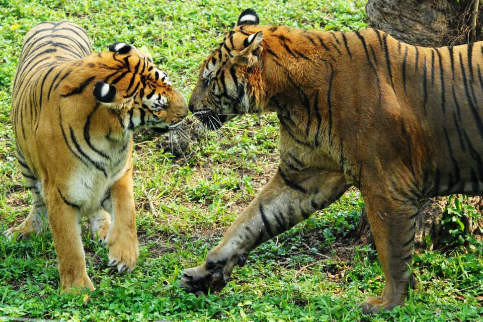 Shenzhen Safari Park Tickets (e-ticket) | For non-Mainland China residents only | Unlimited access to 7 designated attractions | KKday exclusive offer